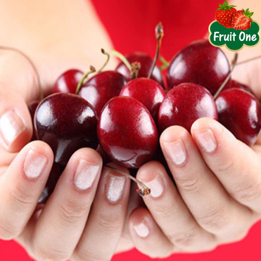 Kĩ thuật trồng và thu hái Cherry New Zealand