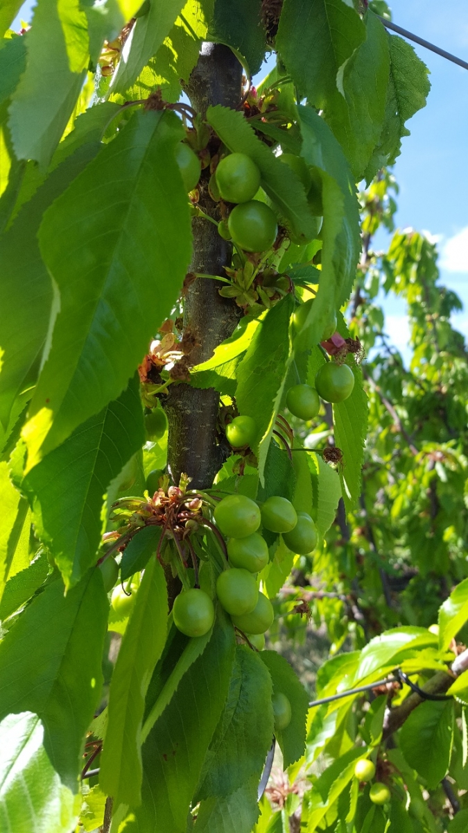 Mùa Cherry Úc tại FruitOne