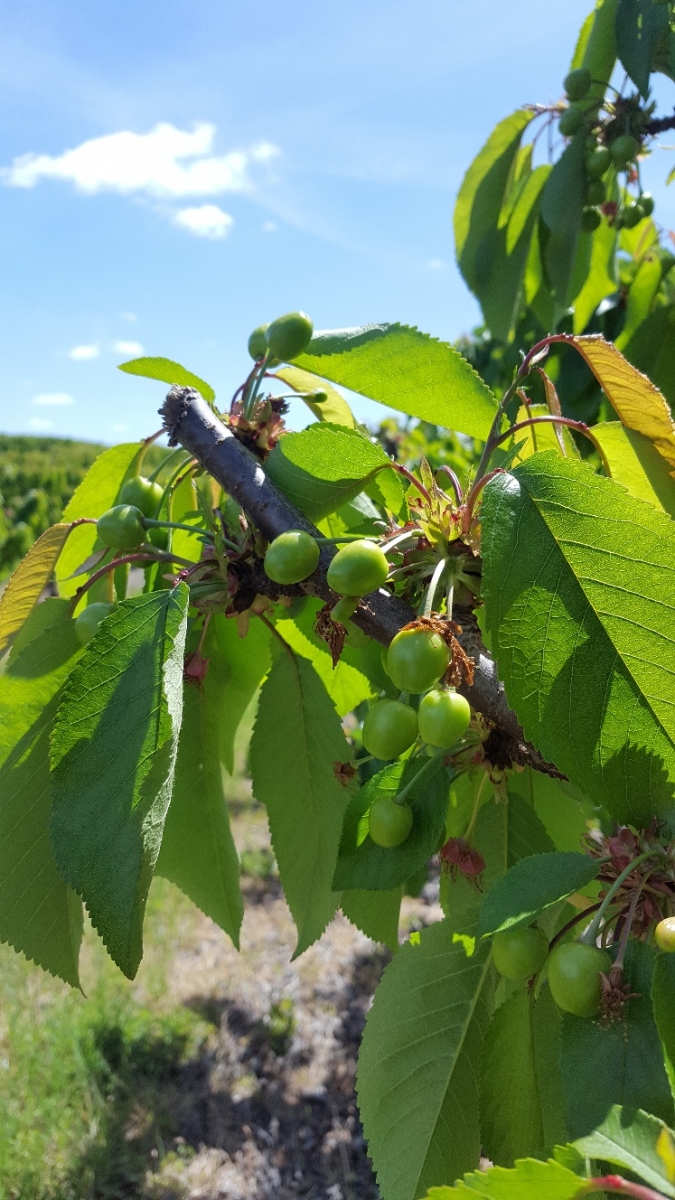 Mùa Cherry Úc tại FruitOne