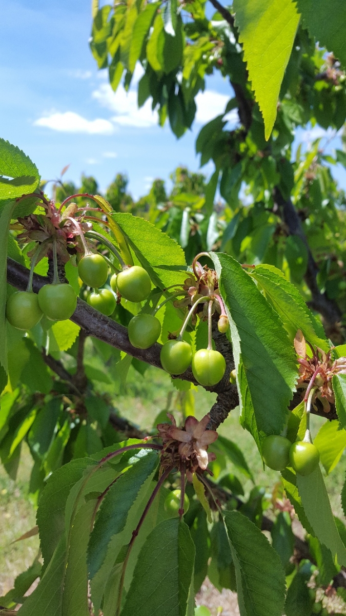Mùa Cherry Úc tại FruitOne