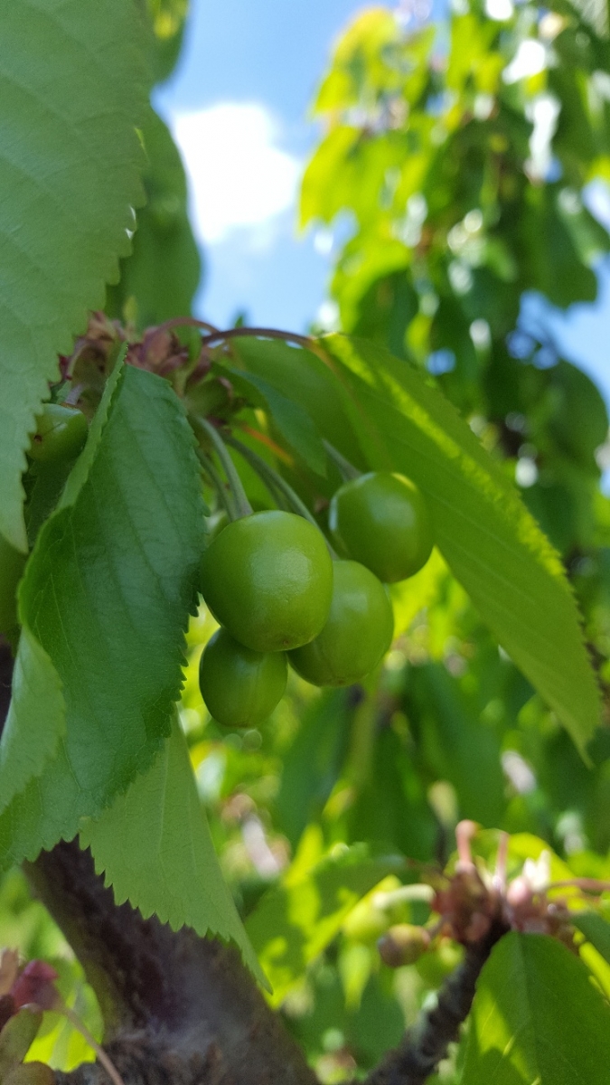 Mùa Cherry Úc tại FruitOne