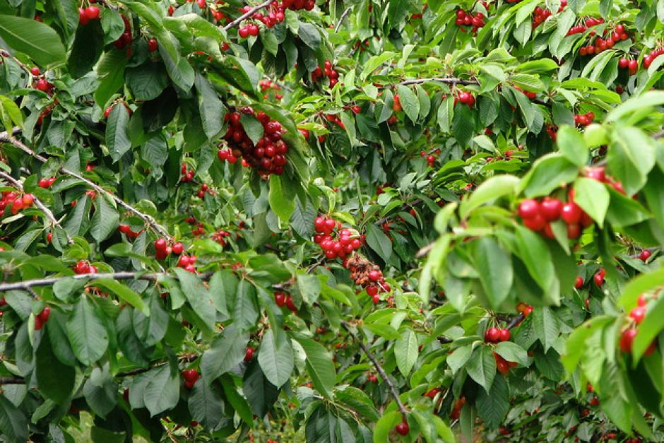 Cherry hạng nhất Tasmanian xuất khẩu qua Trung Quốc, người Úc chỉ được dùng loại 2