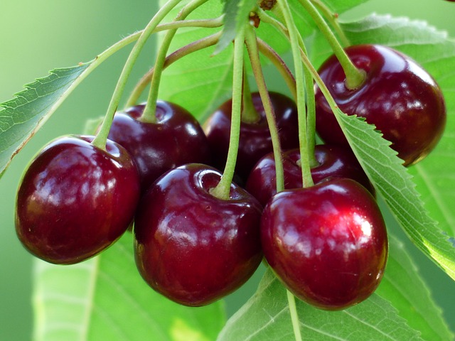 Cherry Newzealand nên mua ở đâu tại thành phố Hồ Chí Minh?