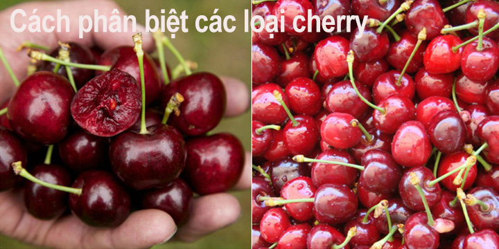 Cách phân biệt các loại cherry trên thị thường trái cây nhập khẩu Việt Nam