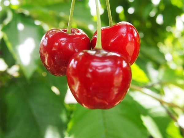 cherry newzealand