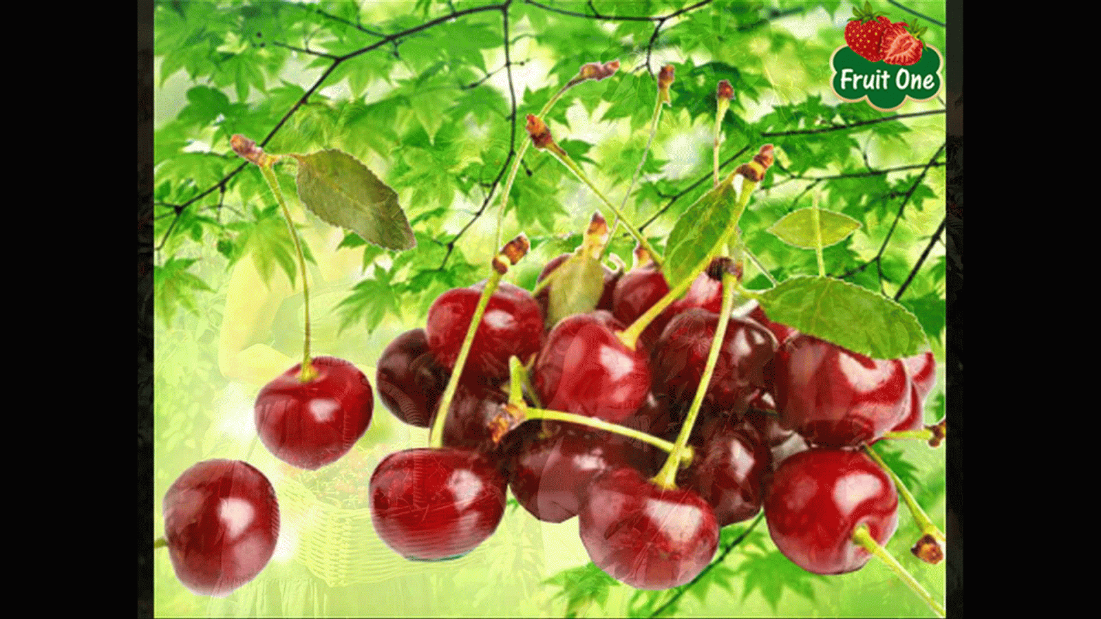 Cherry Úc nhập khẩu giá tốt tại Fruit One