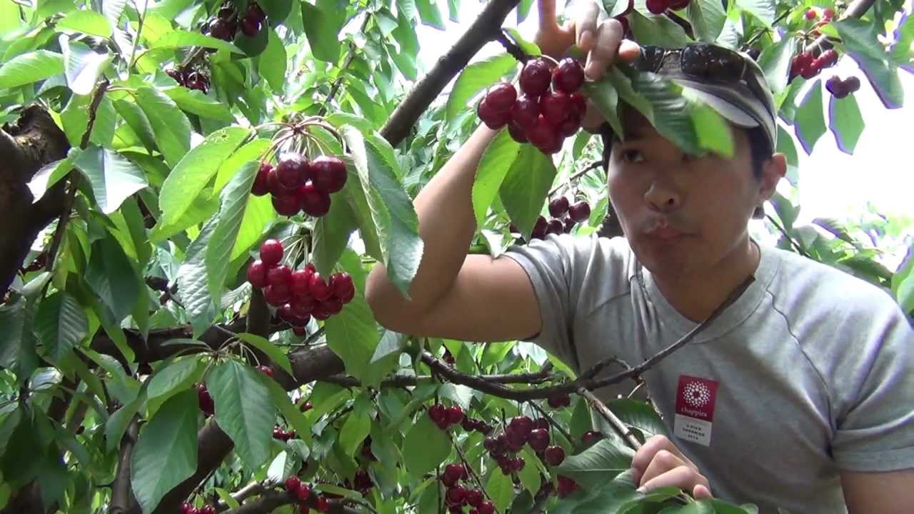 Những điều bạn nên biết về quả cherry