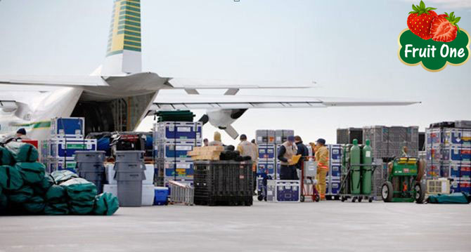 Sự khác nhau giữa trái cây nhập khẩu vận chuyển đường biển và hàng không