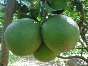 Cách phân biệt trái cây ngâm hóa chất