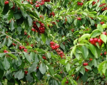 Cherry hạng nhất Tasmanian xuất khẩu qua Trung Quốc, người Úc chỉ được dùng loại 2