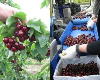 Cherry Tasmanian nổi tiếng trên toàn thế giới