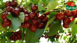 Cherry Úc - đầu mùa hàng về thành phố Hồ Chí Minh