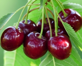 Cherry Newzealand nên mua ở đâu tại thành phố Hồ Chí Minh?