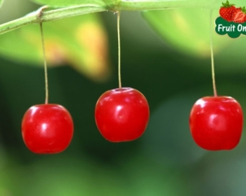 Cherry Úc trên thị trường Tp HCM