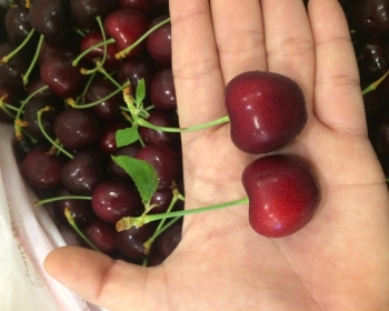 Hàng năm cherry Úc xuất khẩu 20% tổng sản lượng thu hoạch