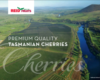 Hộp quà cherry Tasmanian món quà tặng ý nghĩa cho dịp Tết 2018