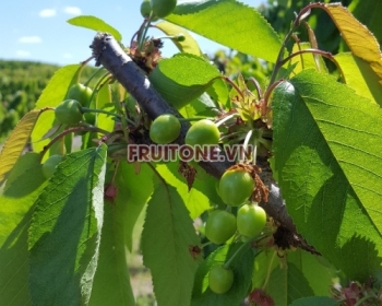 Mùa Cherry Úc tại FruitOne