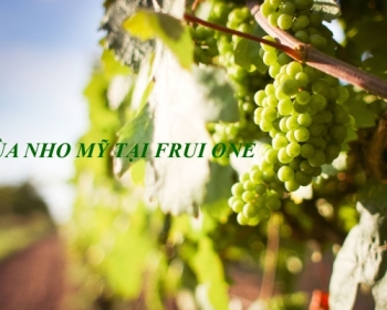 Mùa Nho Mỹ tại Fruit One