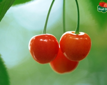 Mua trái cherry ở đâu TPHCM để làm quà tặng