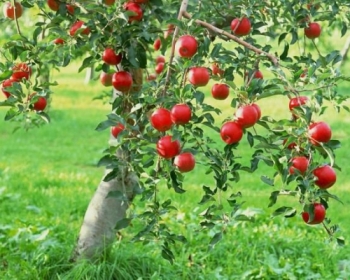 Mỹ cảnh báo dâu tây là trái cây chứa thuốc  trừ sâu nhiều nhất