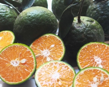 Mỹ cảnh báo dâu tây là trái cây chứa thuốc  trừ sâu nhiều nhất