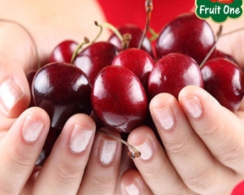 Kĩ thuật trồng và thu hái Cherry New Zealand