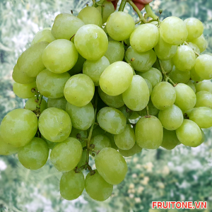 NHO XANH KHÔNG HẠT CHILE ( KG )