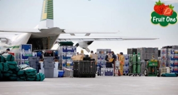 Sự khác nhau giữa trái cây nhập khẩu vận chuyển đường biển và hàng không