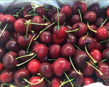 Trái Cherry Úc chính thức được vào Việt Nam